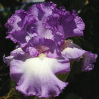 Towering Finale - tall bearded Iris