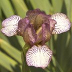 Tracking - fragrant tall bearded Iris