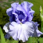 Trident - tall bearded Iris