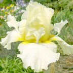 Triffid - fragrant tall bearded Iris