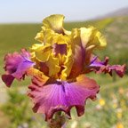 Trillion - fragrant tall bearded Iris