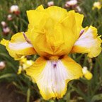 Triple Whammy - tall bearded Iris