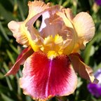 Triumphal Entry - tall bearded Iris