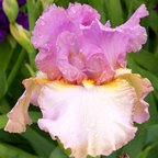 Tropical Encounter - tall bearded Iris