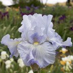 Twice Delightful - fragrant reblooming tall bearded Iris