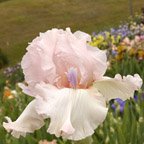 Twice Thrilling - reblooming tall bearded Iris