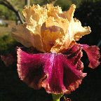 Twice Told - reblooming tall bearded Iris