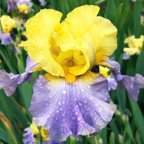 Two-Sided Coin - tall bearded Iris