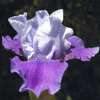 Tyrian Dream - Intermediate bearded Iris
