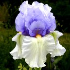 Upside Down - tall bearded Iris
