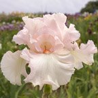 Valentine's Day - tall bearded Iris