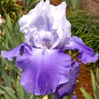 Vanilla Skies - tall bearded Iris