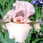 Vanity - tall bearded Iris
