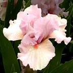 Vanity's Child - fragrant tall bearded Iris