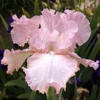 Varga Girl - reblooming tall bearded Iris