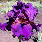 Velva's Purple Passion - tall bearded Iris