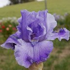 Venetian Waters - fragrant tall bearded Iris