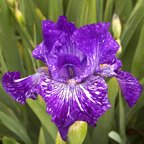 Very Varied - fragrant Border bearded Iris