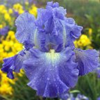 Victoria Falls - reblooming tall bearded Iris