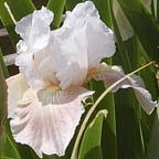 Victorian Charmer - fragrant Border bearded Iris