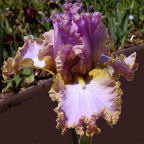 Victorian Fancy - fragrant tall bearded Iris
