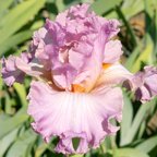 Vienna Waltz - tall bearded Iris