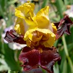 Vigilante - tall bearded Iris