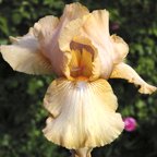 Vintage Press - fragrant reblooming Intermediate bearded Iris