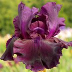 Vintner - fragrant tall bearded Iris