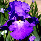 Violet Harmony - tall bearded Iris