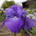 Violet Music - fragrant reblooming tall bearded Iris