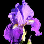 Violet Reprise - reblooming tall bearded Iris