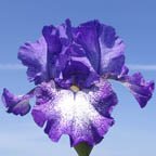 Violet Shimmer - fragrant tall bearded Iris