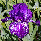 Violet Tiger - tall bearded Iris
