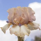 Viper - reblooming Intermediate bearded Iris