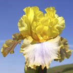 Vision of Spring - tall bearded Iris