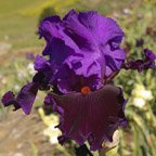 Visiting Royalty - tall bearded Iris