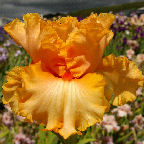 Viva Mexico - reblooming tall bearded Iris
