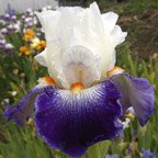 Vive La France - tall bearded Iris