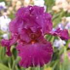 Vizier - tall bearded Iris