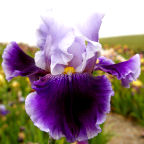Voodoo Blues - reblooming tall bearded Iris