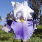 Wake Water - fragrant reblooming tall bearded Iris