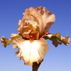 Walk This Way - Border bearded Iris