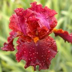 Walkara - fragrant tall bearded Iris