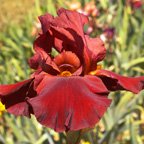 War Chief - tall bearded Iris