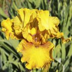 Warm Breeze - tall bearded Iris