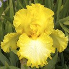 Warm Wishes - fragrant tall bearded Iris