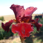 Warrior King - tall bearded Iris