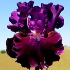 Watch It - fragrant tall bearded Iris