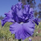 Waterdragon - fragrant tall bearded Iris